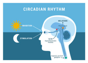 Science behind sleep