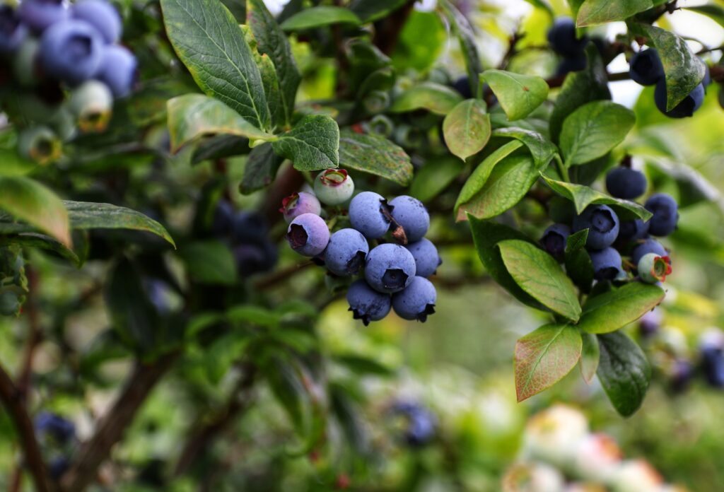 blueberries